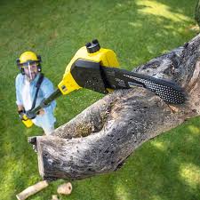 Best Lawn Disease Treatment  in Lewiston, UT