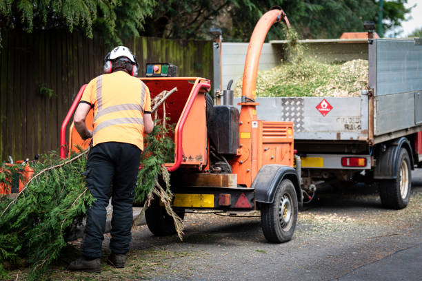 Best Tree Disease Treatment  in Lewiston, UT