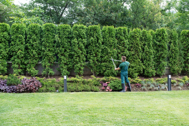 Best Organic Lawn Care Solutions  in Lewiston, UT